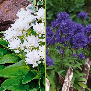 Knäuelglockenblumen im Sparset (3 blaue und 3 weiße Knäuelglockenblumen)