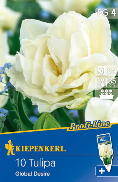 Gefüllte frühe Tulpe `Global Desire` - Blumenzwiebel