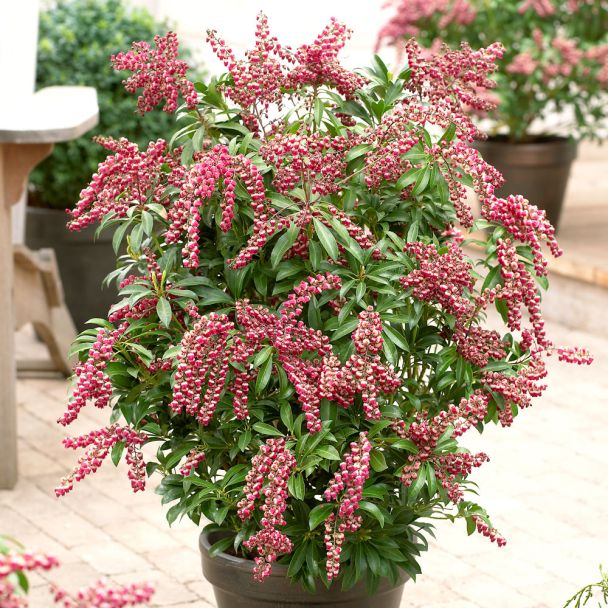 'Passion®' Japanische Lavendelheide