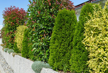 Heckenpflanzen kaufen Ahrens+Sieberz Pflanzenversand & Gartenbedarf