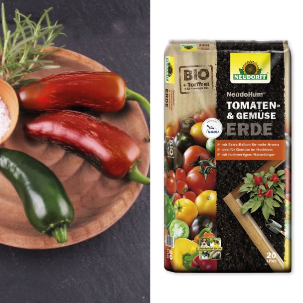 Feurige Jalapeno-Chili 'Scharfmacher' F1 + Erde (Sparangebot)