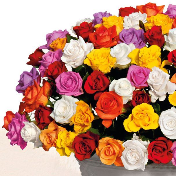 8 x Bunte Edelrosen