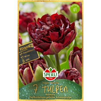 Sperli Premium Tulipa Palmyra