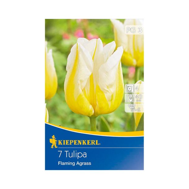 Triumph-Tulpe 'Flaming Agrass'