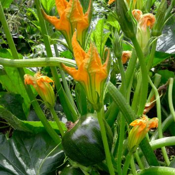 'Little Ballini' F1 - kleine Kugel-Zucchini