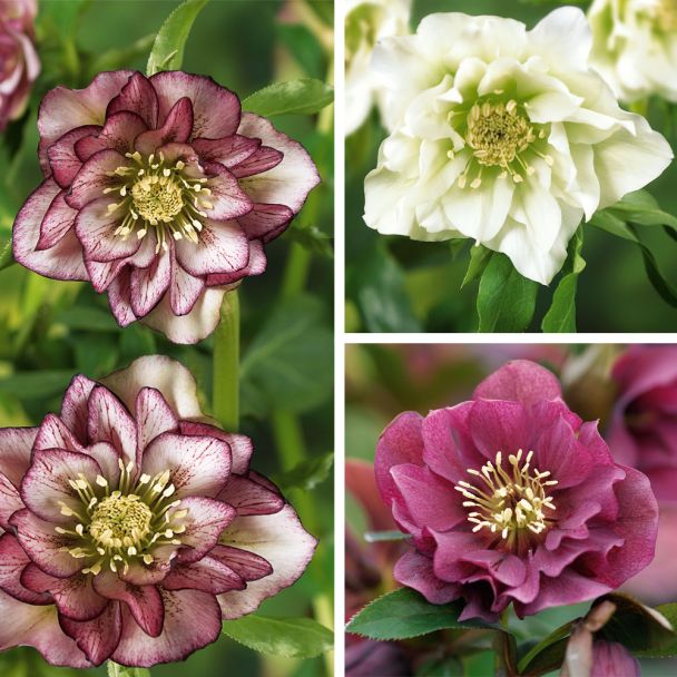 Set-Preis: 3 x gefüllte Christrosen
