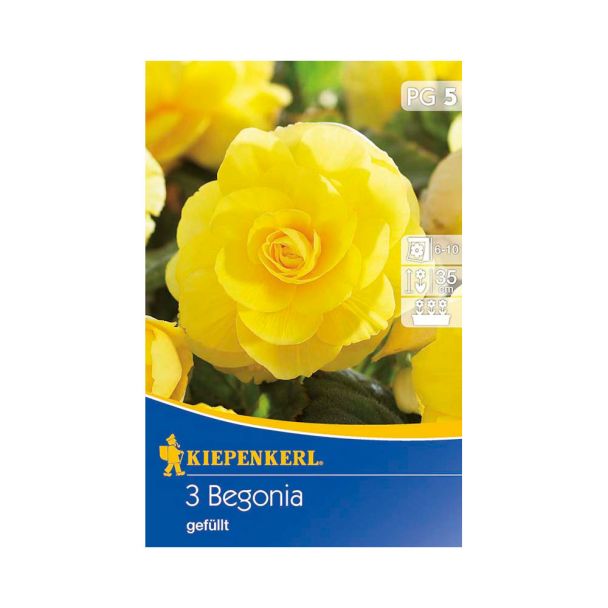 Begonien gefüllt, riesenblütig, gelb