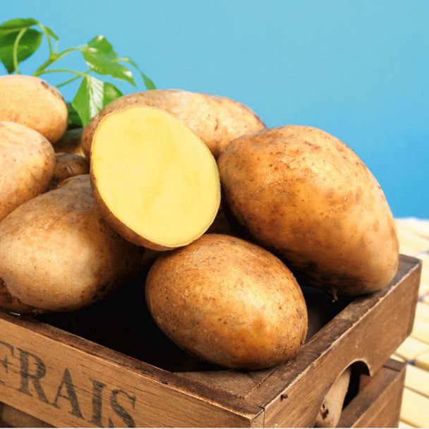Pflanzkartoffeln Sieglinde, Mittelf., 2,5 kg (1 kg / € 3,59)