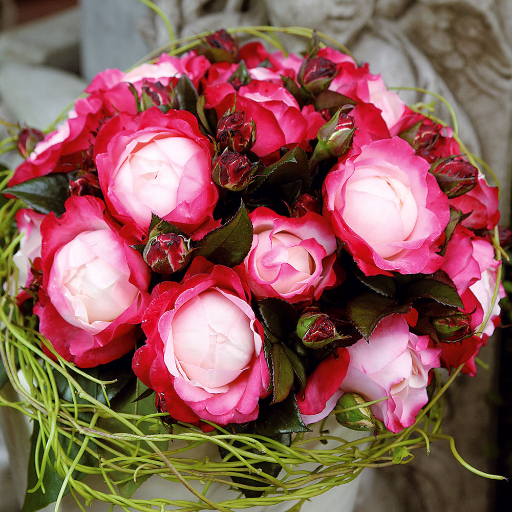 Duft-Edelrose 'Nostalgie®', Container | Nostalgie- & Edelrosen | Rosen ...