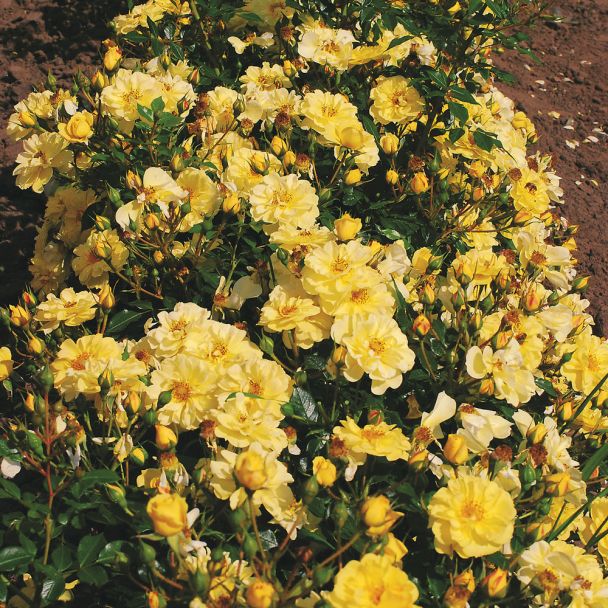 'Bienenweide®', gelb