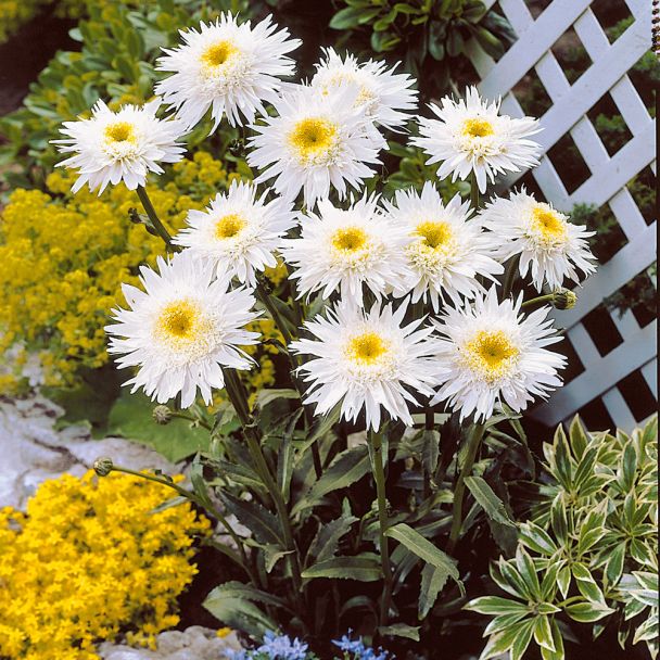 Margerite 'Wirral Supreme'