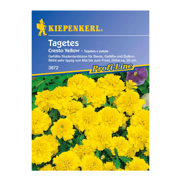 Tagetes 'Cresto Yellow'