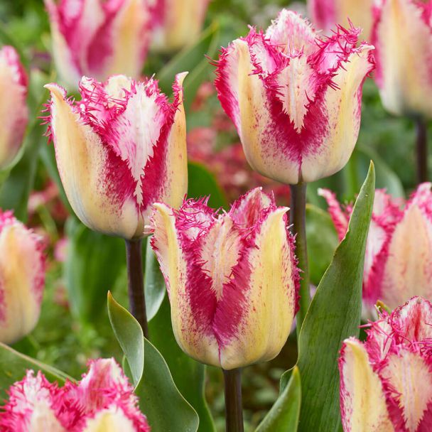 Tulpe Yasmine