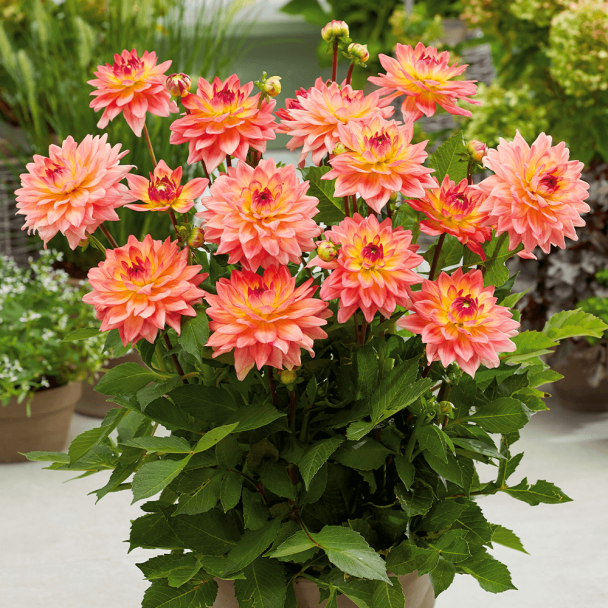 Dahlie Melody Dora
