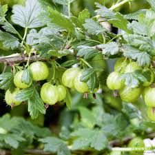 Stachelbeere 'Tatjana' dornenarm, grün