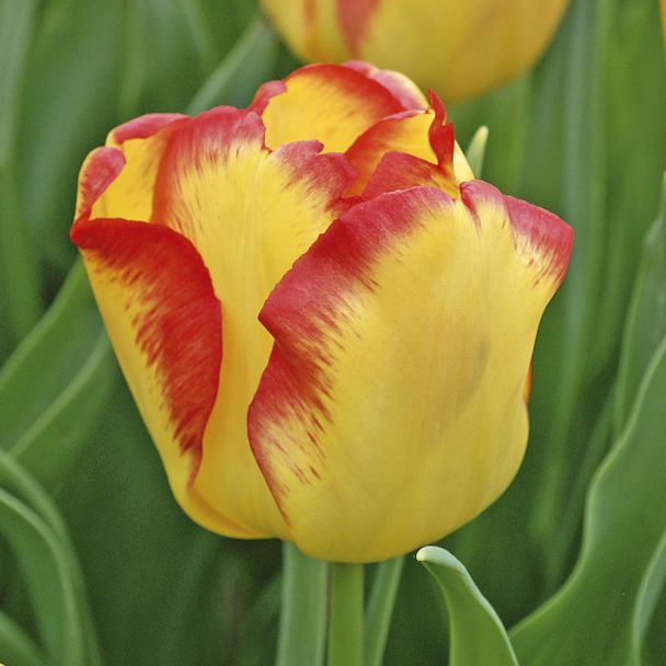 Tulpe Cape Town