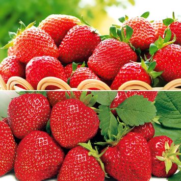 Edel-Duo: 20 Erdbeerpflanzen als Topfpflanzen