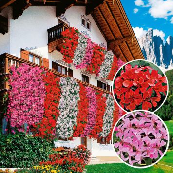 Echte Tiroler Hänge-Geranien 'Tirolia': Farbduo (3 x Rot und 3 x Pink)