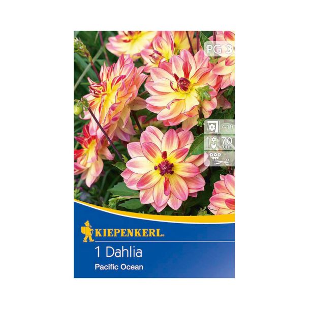 Dahlie 'Pacific Ocean'