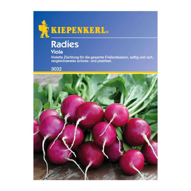 Radies 'Viola'