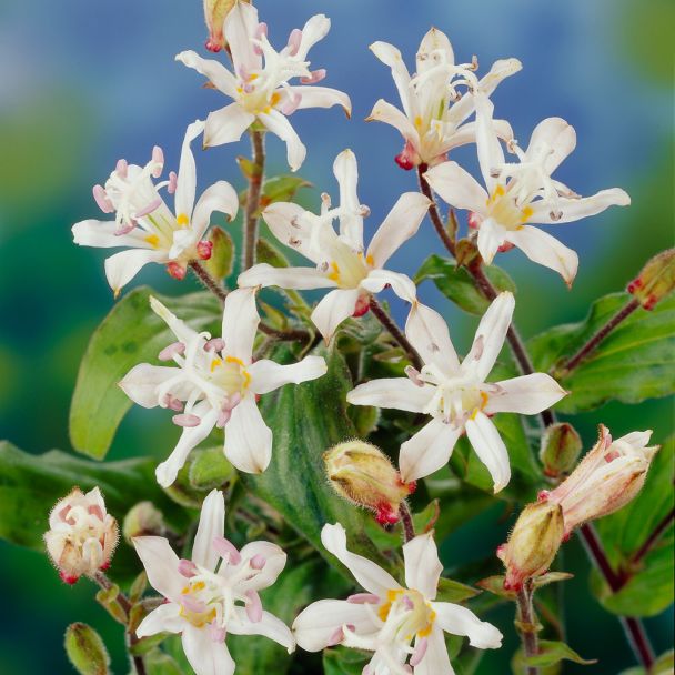 Kröten-Lilien 'Lilly Paradise', weiß