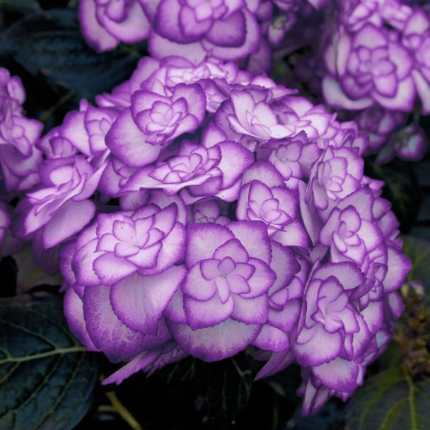 Hortensie 'Miss Saori Blue®'