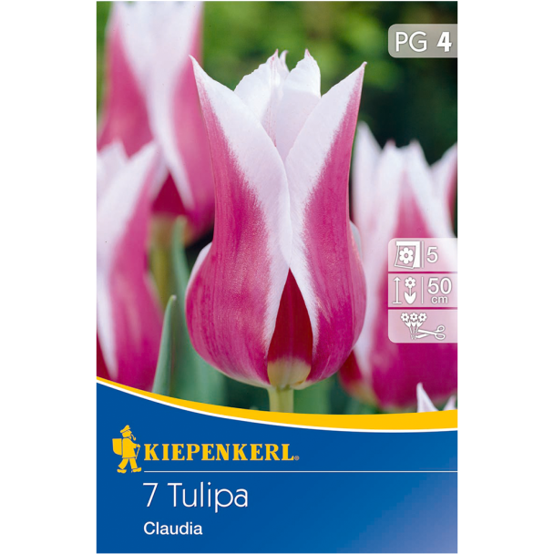 Tulpe `Claudia` - Blumenzwiebel