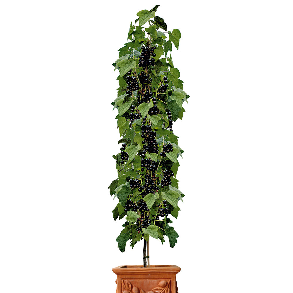 Trefflich Säulen-Johannisbeere \'Titania®\', Schwarz | & | - Ahrens+Sieberz Gartenbedarf Säulen-Obstgehölze Johannisbeeren Pflanzenversand Obst | 