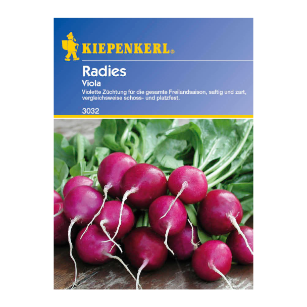 Radies 'Viola'