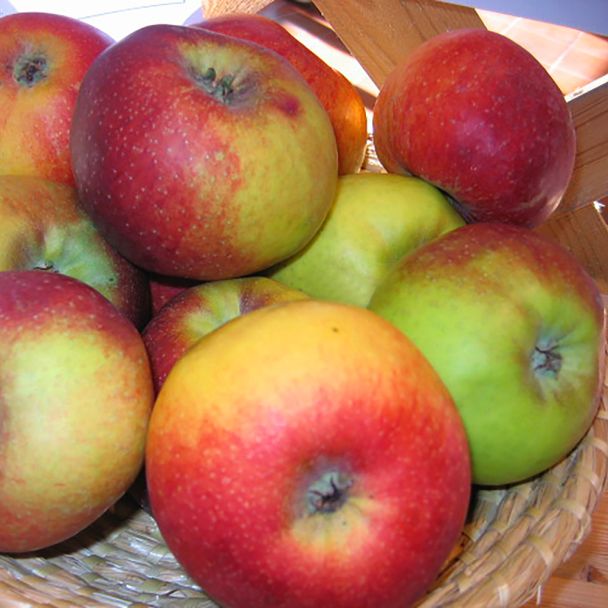 Apfel Rheinischer Winterrambour -Apfelbaum