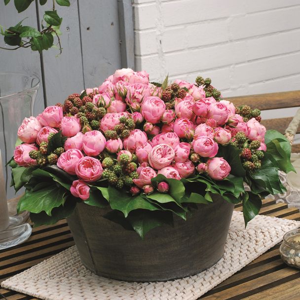 'Playful Rokoko®' Rose