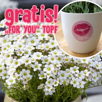 BIO Pixi Pan – Der weiße Tausendblüher