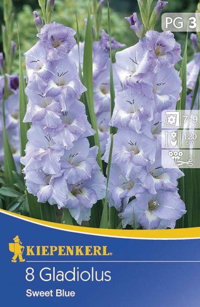 Gladiole Sweet Blue