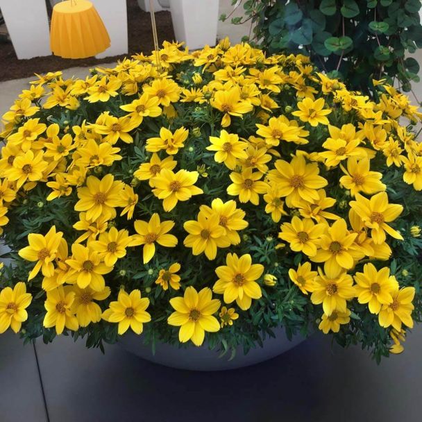Bidens 'Giant Sun Francisco'