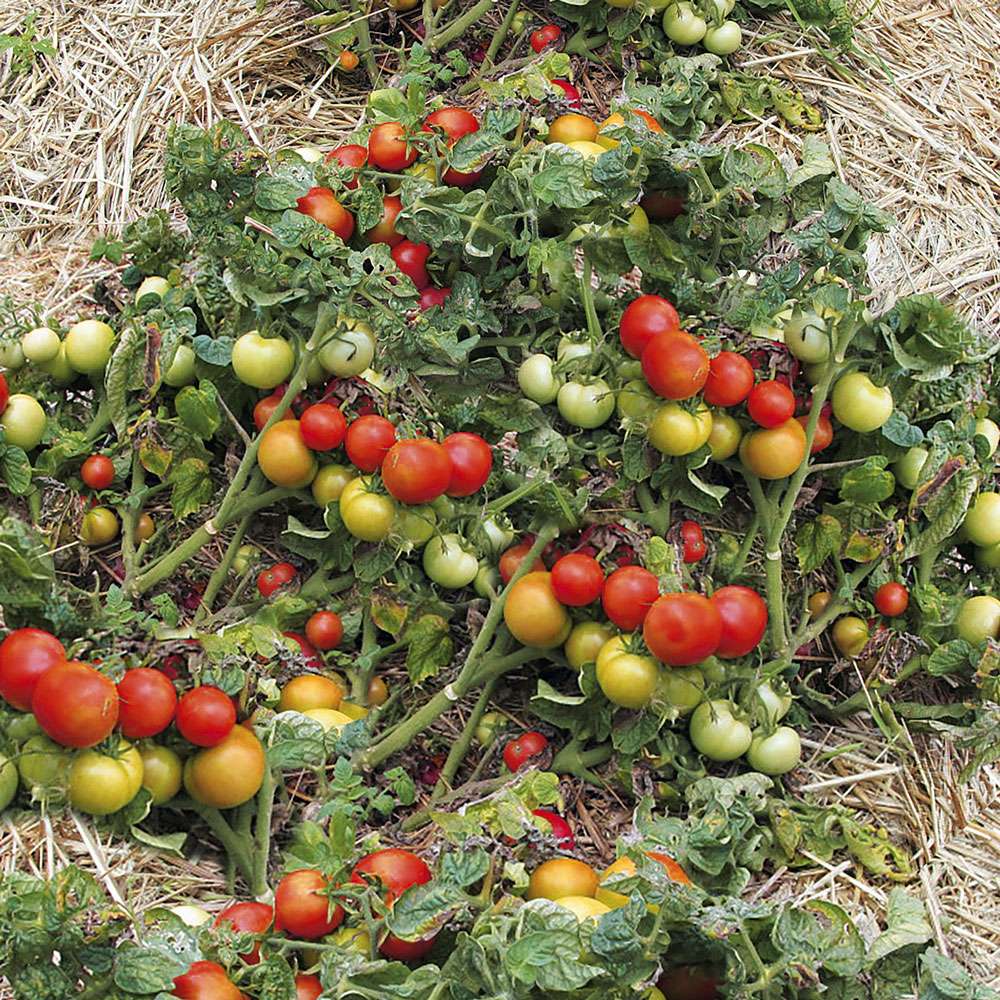 bio düngemittel Langzeit-Bio-Dünger (Tropen) main image 1