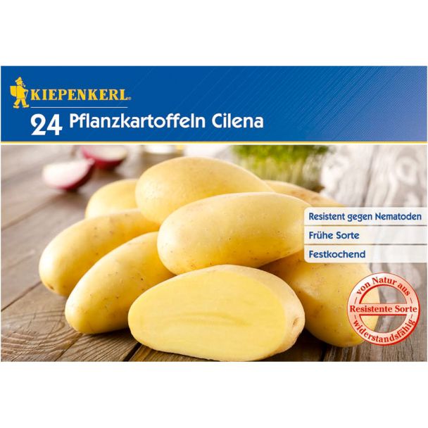 Pflanzkartoffel Cilena (24 Knollen)