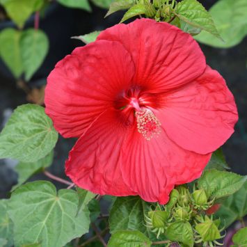 Roter Riesen-Hibiskus XL