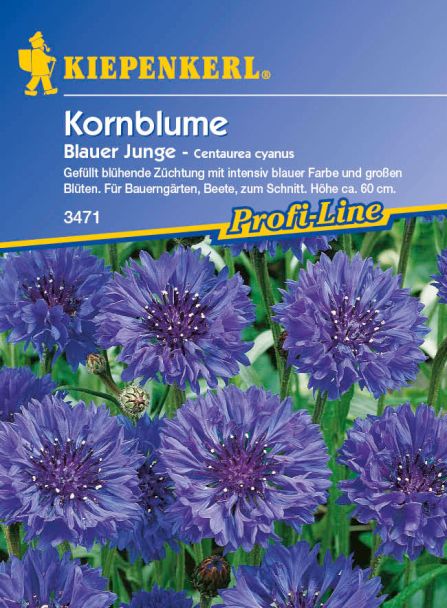 Kornblume 'Blauer Junge'