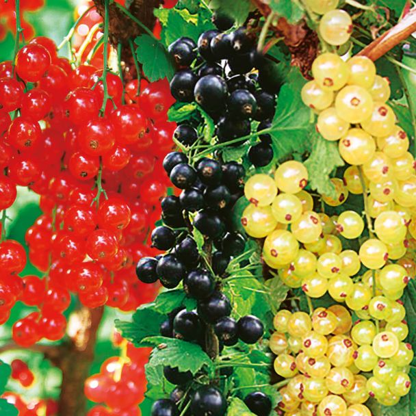 A+S Johannisbeeren-Trio-Busch, "Schwarz-Rot-Gold"