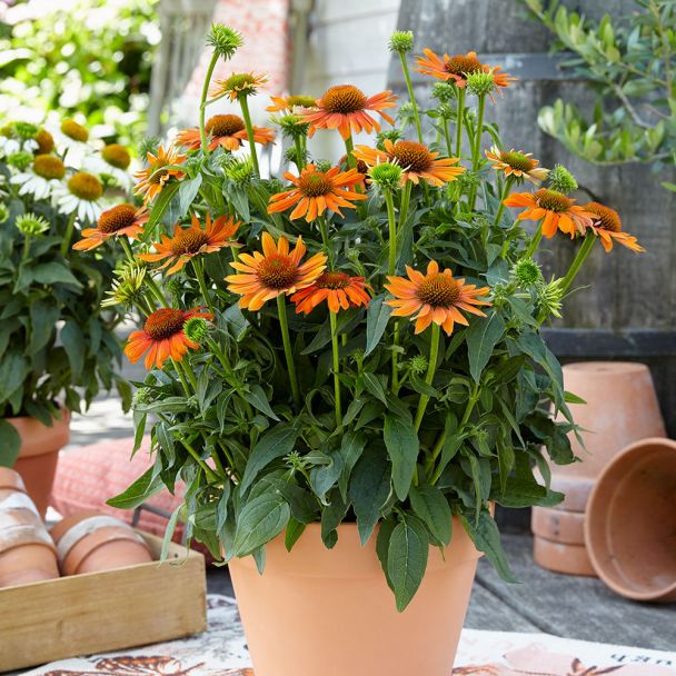 Sonnenhut 'Sombrero Deep Orange'