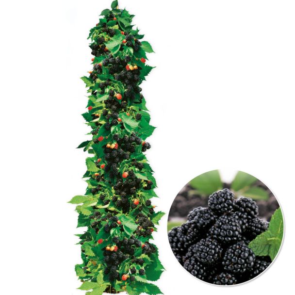 Arkansas-Säulen-Brombeere Navaho® 'Summerlong®'
