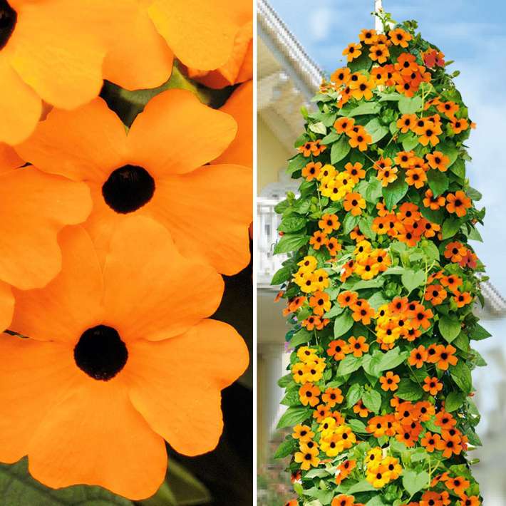 Schwarzugige Susanne Orange kaufen | Ahrens+Sieberz - Pflanzenversand &  Gartenbedarf