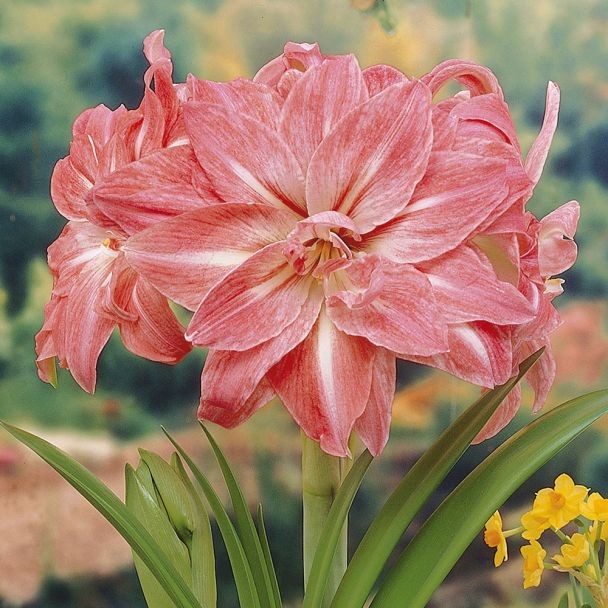 Amaryllis 'Lady Jane'