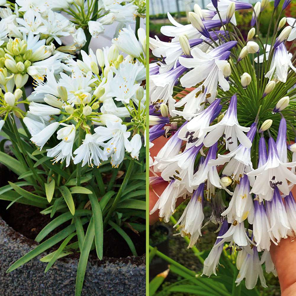 Schmucklilien Agapanthus Fireworks Flower und Double Diamond im Sparset kaufen Ahrens+Sieberz