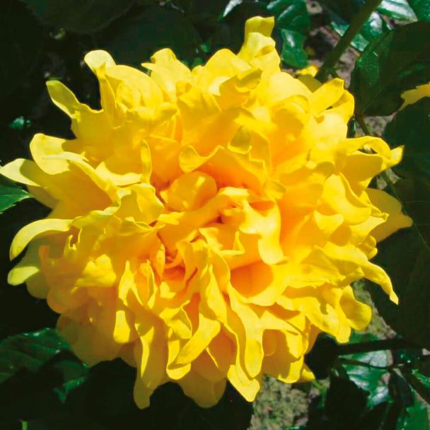 Ruffles Rose Splendid®