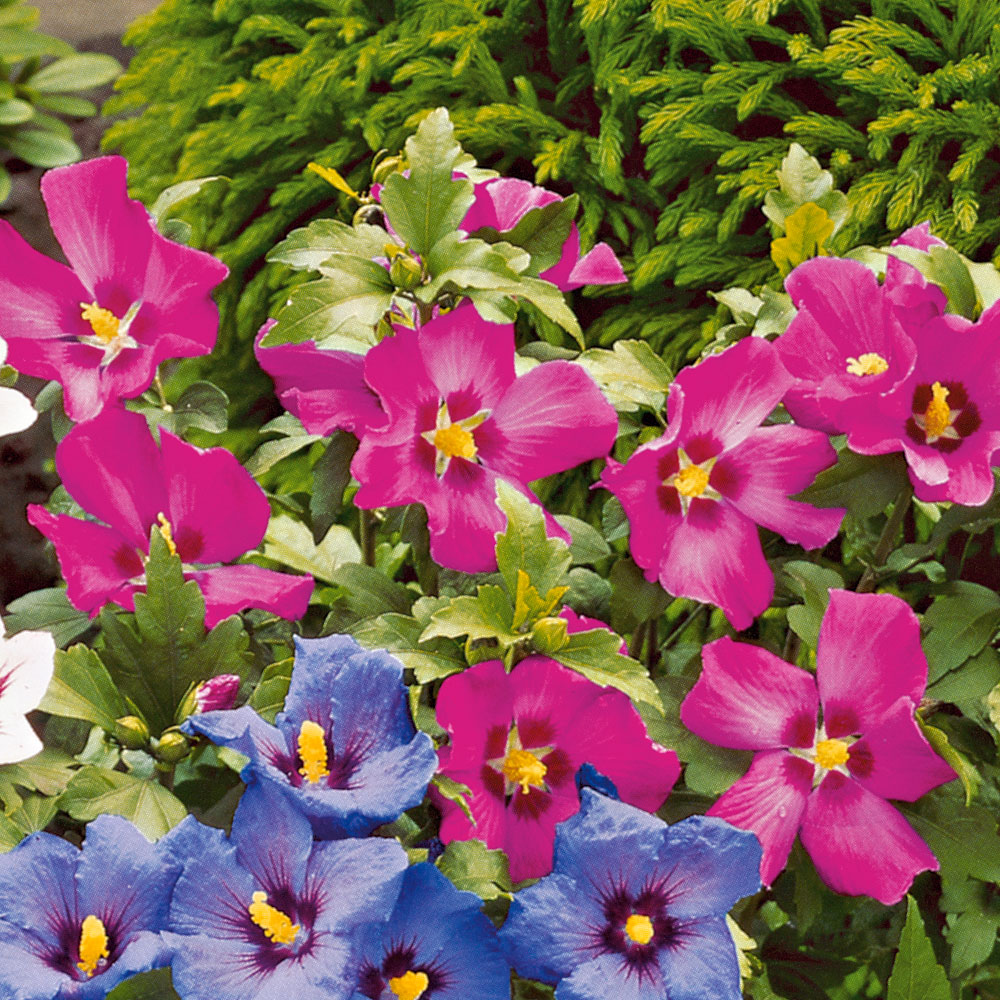 Winterharter Hibiskus, rosa / rot Hibisken Blüh & Ziergehölze