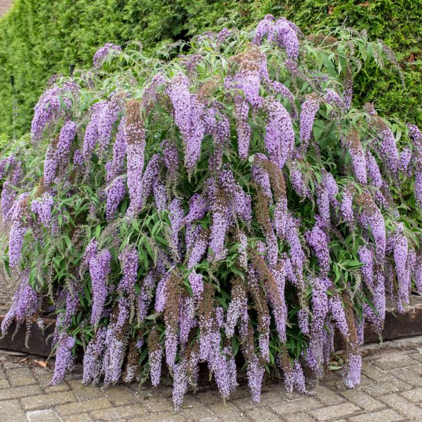 Sommerflieder 'Wisteria Lane®'