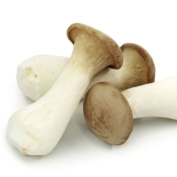 'Kräuterseitling' Pilz-Fertigkultur