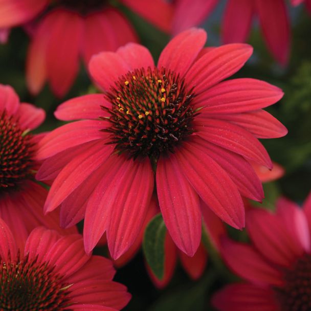 Sonnenhut 'Sombrero Salsa Red'
