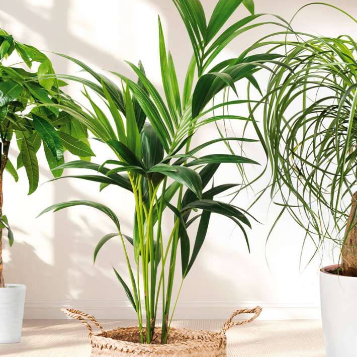 bunte monstera Monstera variegata cremefarben bunt – Monjungle main image 1